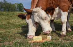 Alexandre LESCURE - ALEXANDRE LESCURE PHOTOGRAPHE